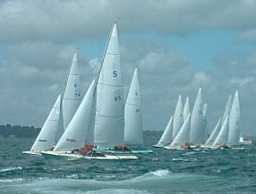 Swallow
Keywords: swallow