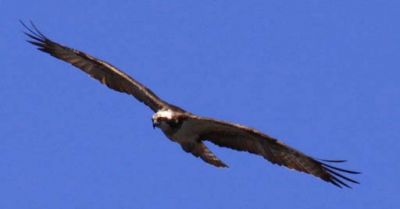 CVRDA Rally at Clywedog S.C. 2013
Clywedog rally 2013
Keywords: clywedog events2013